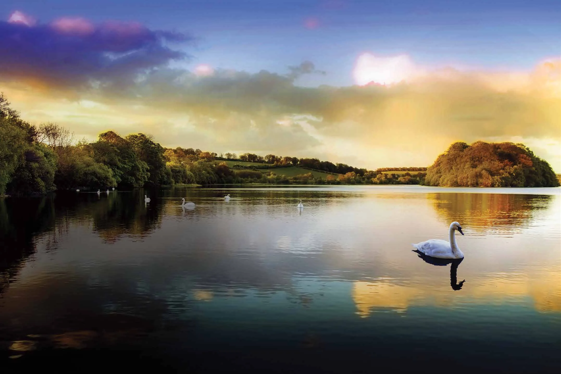 Swans on a tree-lined lake. Illustrative photograph. Location unverified; not evidence of this project or its surroundings.